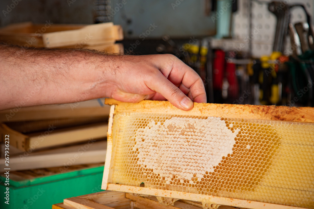 Beekeeper to keep in hand a frame with honeycombs of honey Beekeeper to keep in hand a frame with honeycombs of honey