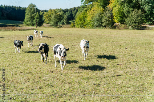 Kühe laufen auf der Weide