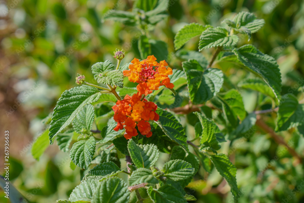 West Indian Lantana West Indian Lantana