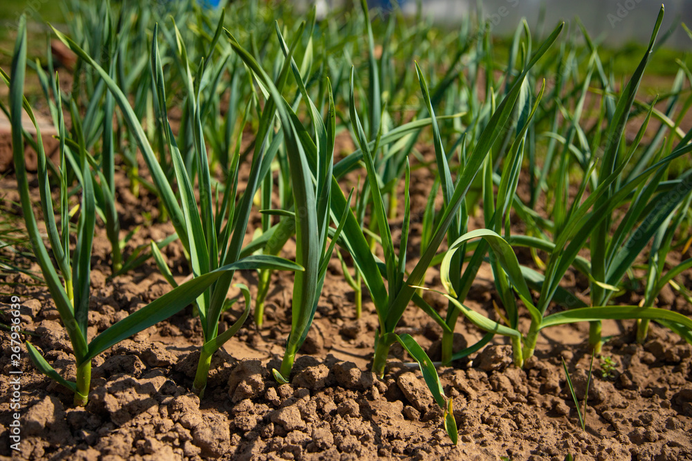 Fototapeta premium Farming and agriculture, young garlic grow in the garden