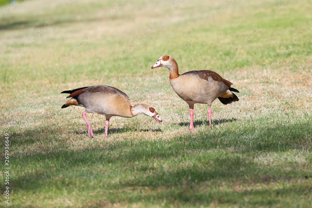 Pair of Egyptian geese, Alopochen aegyptiaca, foraging on grass in a rural garden on the bank of a river Pair of Egyptian geese, Alopochen aegyptiaca, foraging on grass in a rural garden on the bank of a river