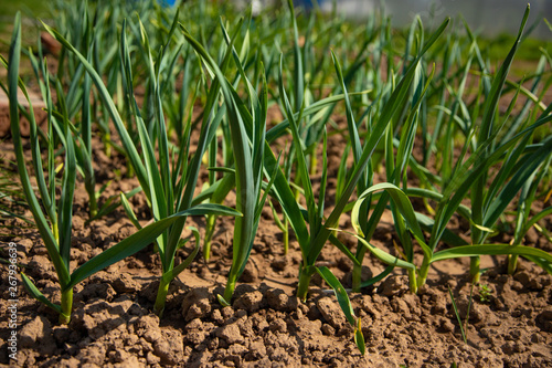 Farming and agriculture, young garlic grow in the garden