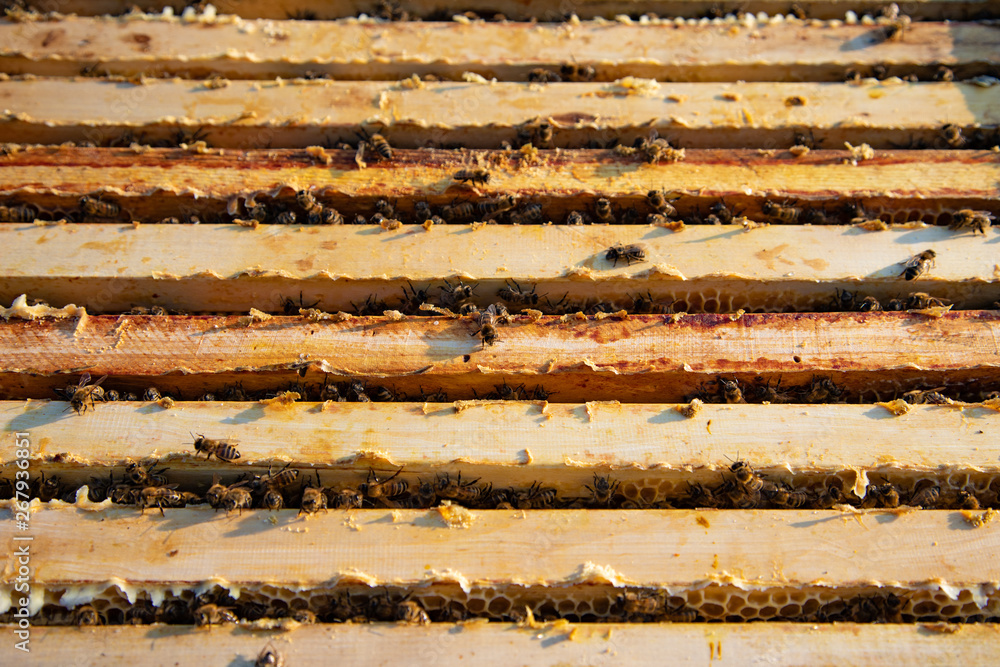 Beekeeping. Open beehive with bees. Beekeeping. Open beehive with bees.