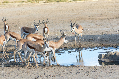 Herd of springbok, springbuck, Antidorcas marsupialis, drinking at waterhole, Kgalagadi Transfrontier Park, Kalahari, Northern Cape, South Africa