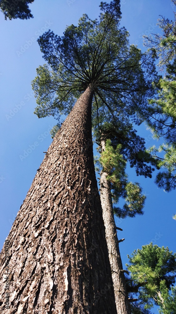 Tall Tree 