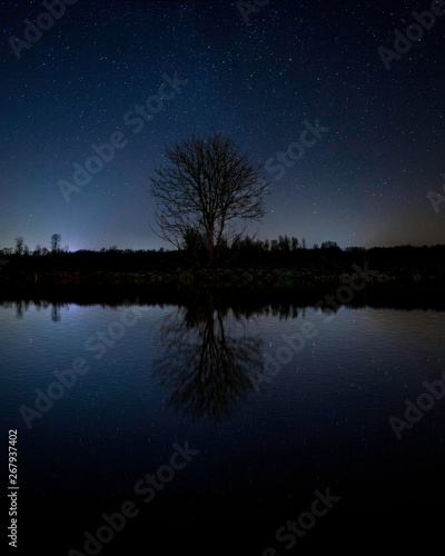 Reflection of a tree and a sky full of stars in the water