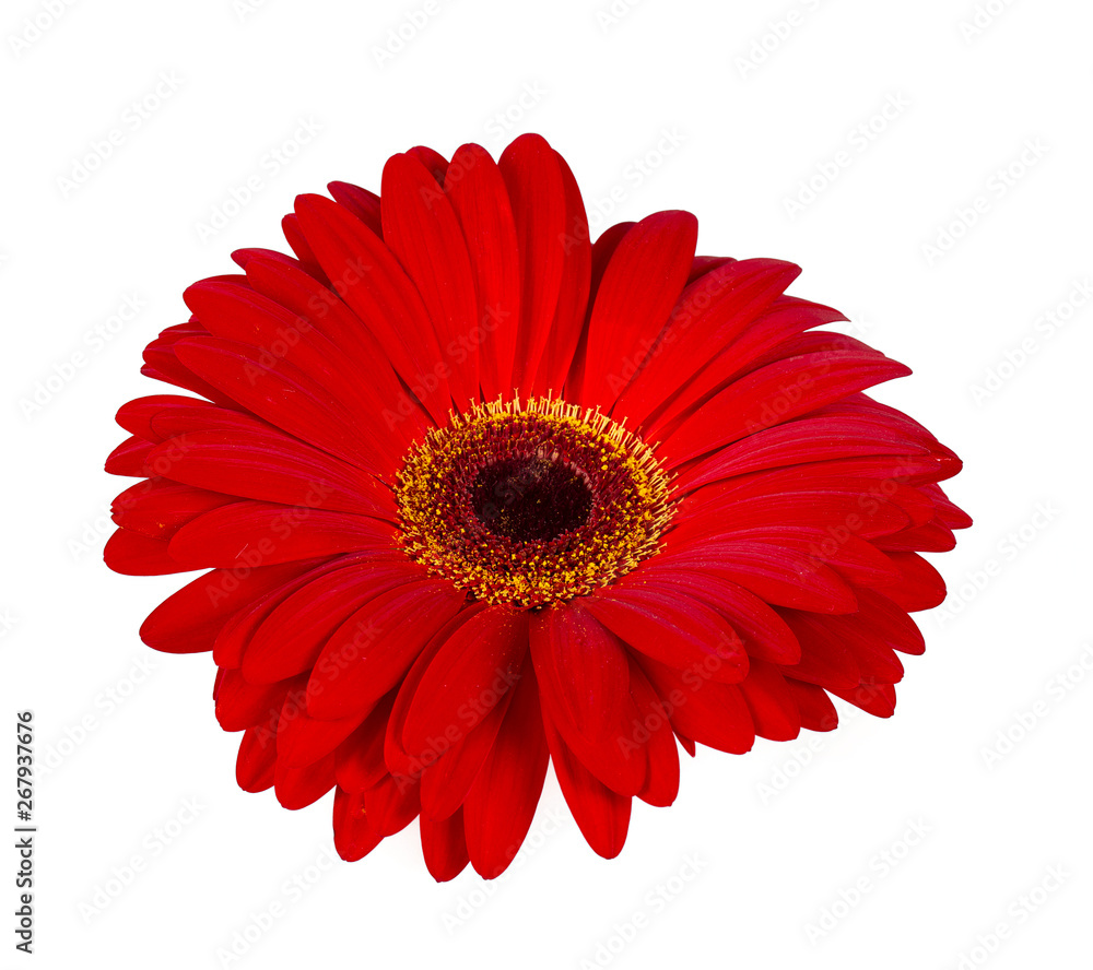 red gerbera isolated red gerbera isolated