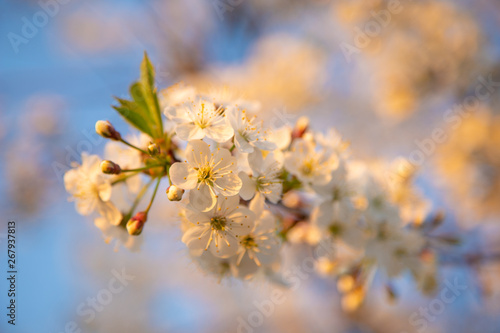 Cherry blossom in the garden blue sky background, warm light sunset sun