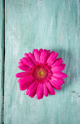 gerbera flower on wooden surface