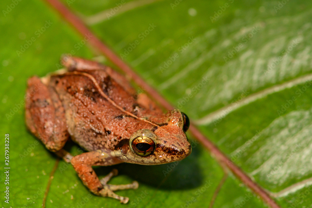 Lesser Antillean Whistling Frog (Eleutherodactylus johnstonei) #267938228 -  Tapety