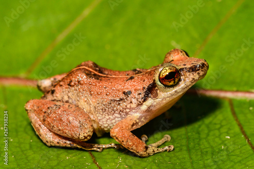 Lesser Antillean Whistling Frog (Eleutherodactylus johnstonei) photo