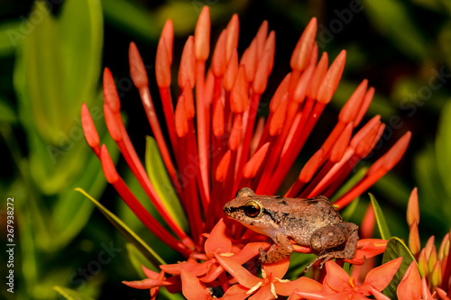 Lesser Antillean Whistling Frog (Eleutherodactylus johnstonei) photo