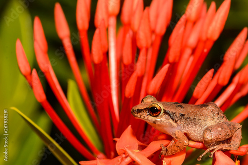 Lesser Antillean Whistling Frog (Eleutherodactylus johnstonei) photo