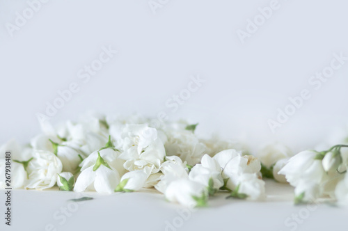 White gentle flowers background