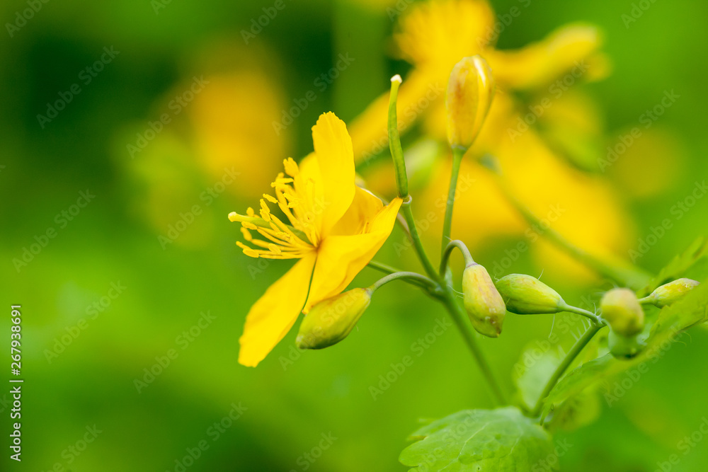 blooming medical celandine herbs.Chelidonium.healthy lifestyle concept. blooming medical celandine herbs.Chelidonium.healthy lifestyle concept.