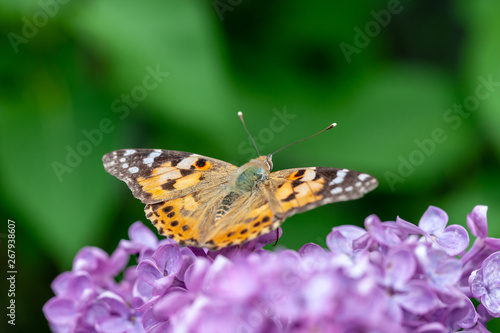 butterfly Admiral at blooming lilac branch. green blurred background. springtime and summer concept. copy space. © Andrii