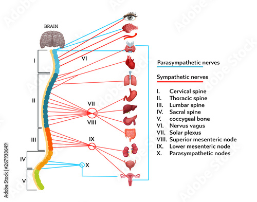 Infographics scheme of anatomical structure of human nervous system.