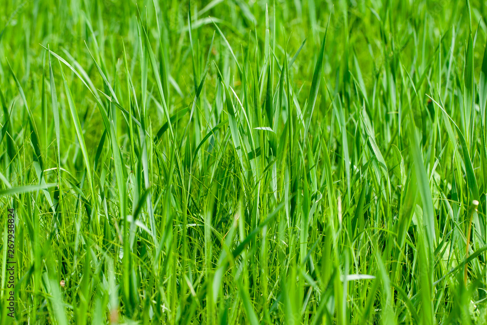 bright green grass at yard pattern texture. sunny day bright green grass at yard pattern texture. sunny day