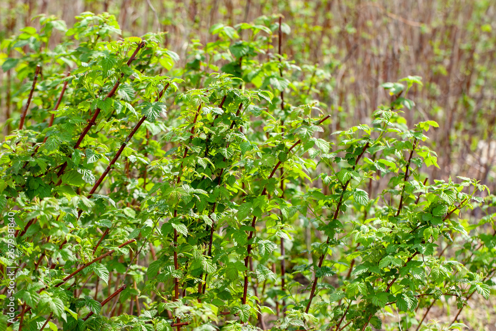 young sprouts of raspberries at garden. argicultural concept young sprouts of raspberries at garden. argicultural concept