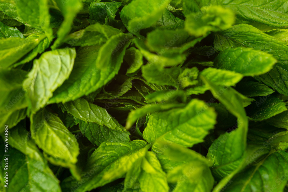 Blätter von marrokanischer Minze als Hintergrund Blätter von marrokanischer Minze als Hintergrund