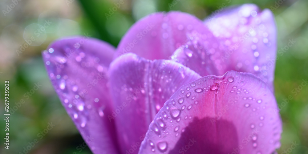 tulip flower blooming with rain drops purple, blurred background, fragment macro