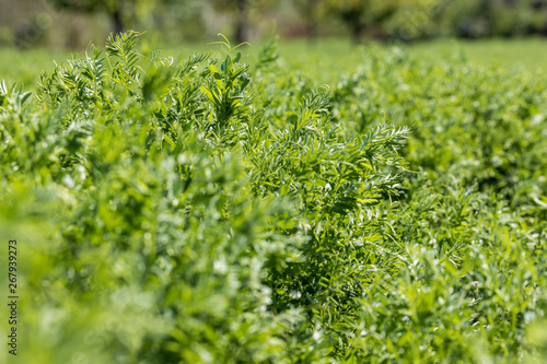 Rows of lentil plants in a field. Lentils growing in a vegetable garden. Agricultura