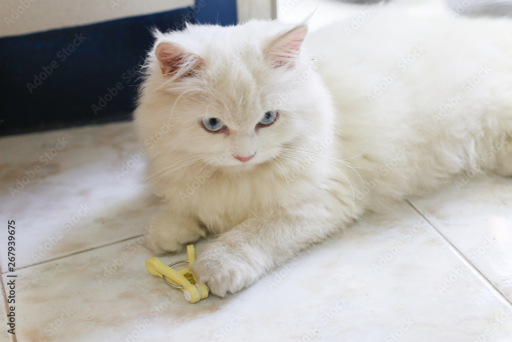 Naklejka premium white persian cat is playing with yellow clothespin on ceramic floor