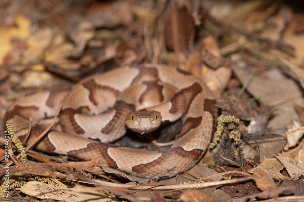 Southern Copperhead on the North Carolina Coast Southern Copperhead on the North Carolina Coast