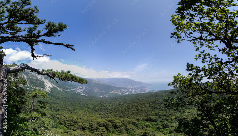 Obraz premium tree in the mountains