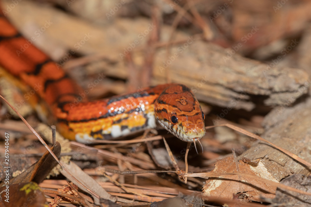 Obraz premium Corn Snake on the North Carolina Coast