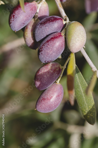 Detail of colorful picual olives in the tree