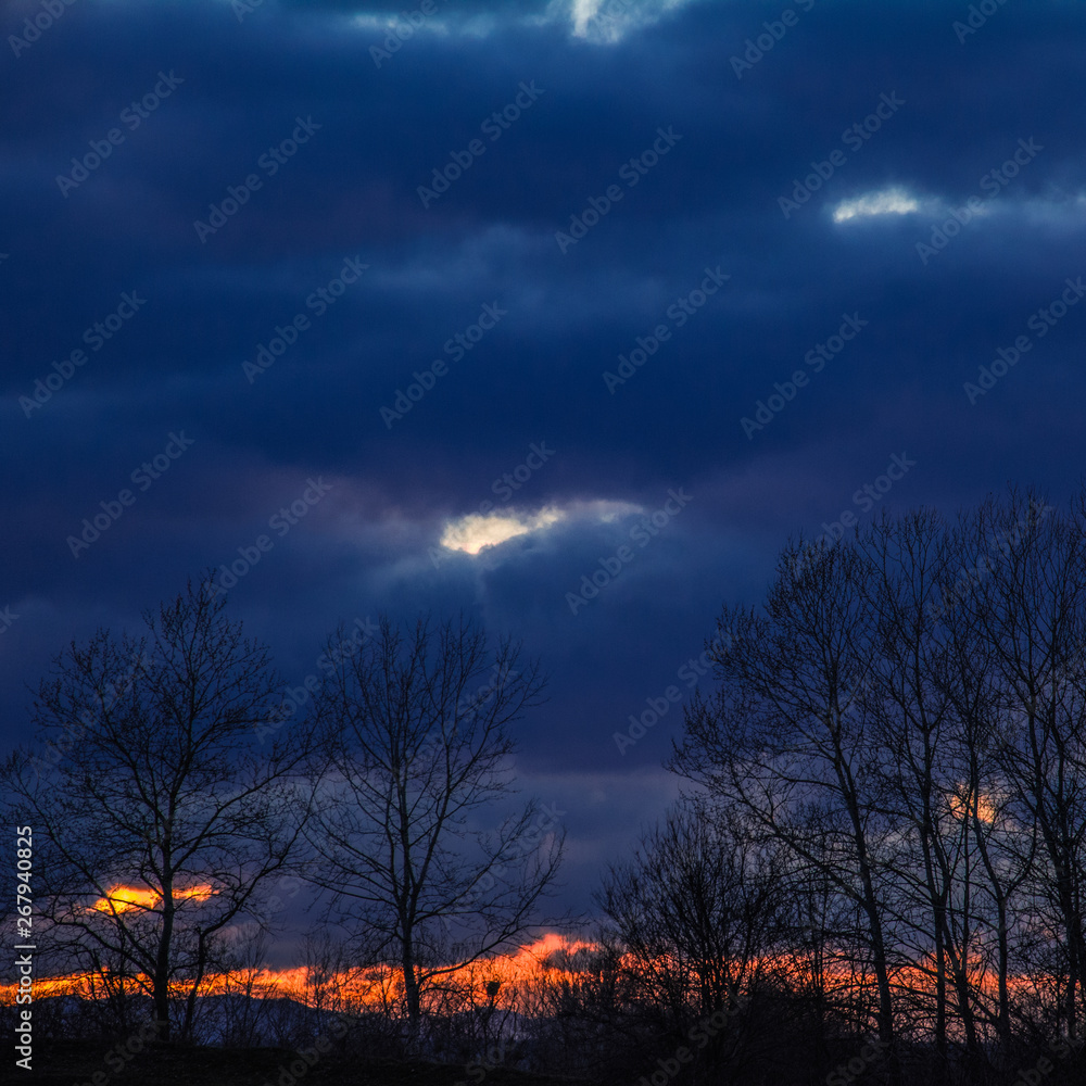 Fototapeta premium sunset in the forest