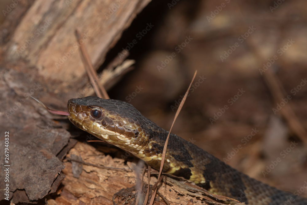 Fototapeta premium Eastern Cottonmouth (Water Moccasin) in North Carolina