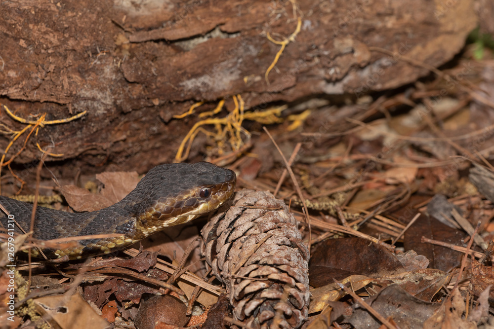Eastern Cottonmouth (Water Moccasin) in North Carolina Eastern Cottonmouth (Water Moccasin) in North Carolina