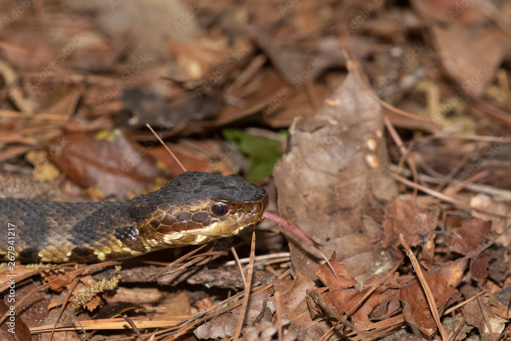 Eastern Cottonmouth (Water Moccasin) in North Carolina Eastern Cottonmouth (Water Moccasin) in North Carolina