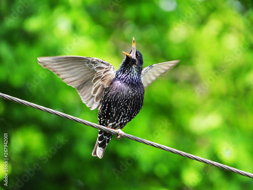 Foto singing starling in early spring
