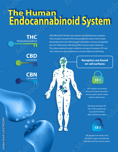the human endocannabinoid system,effect on body,vector infographic on white background.