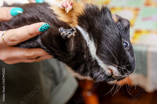 Tricolor guinea pig in the hands of a teenager. Pet teen girl guinea pig