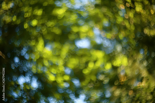 summer park background / nature trees green leaves, abstract background summer view
