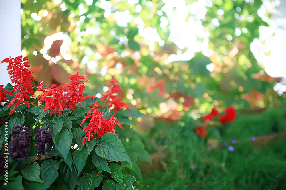 summer park background / nature trees green leaves, abstract background summer view