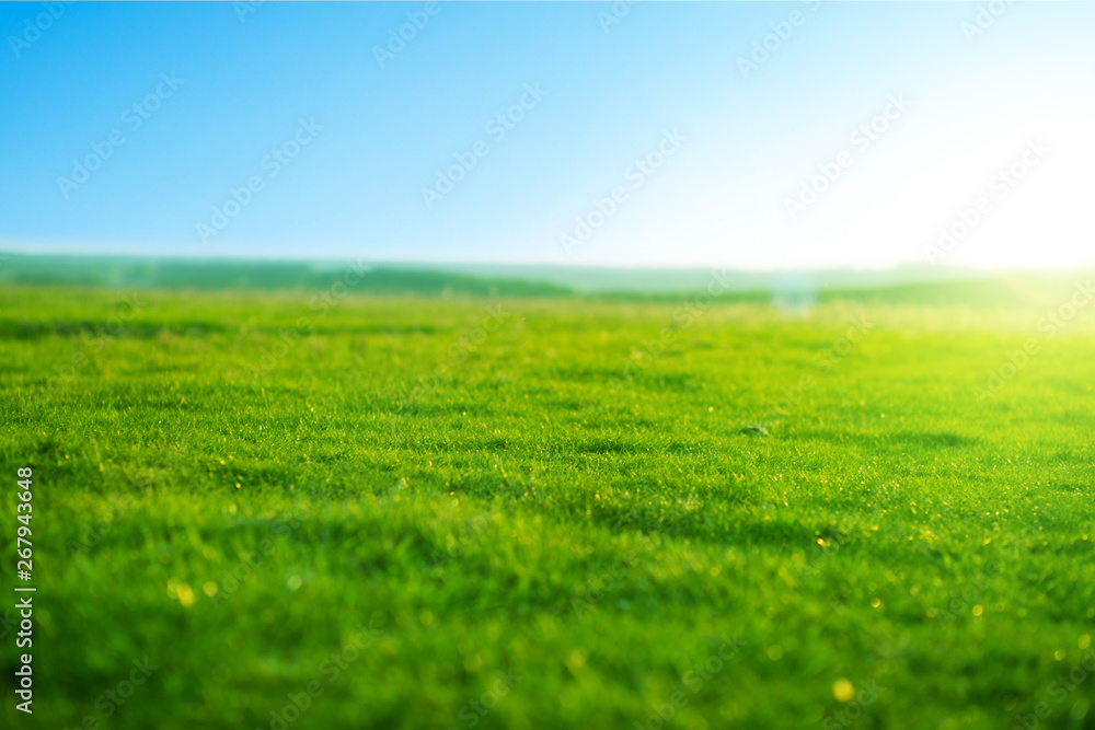 Sunny Grass sunny-grass