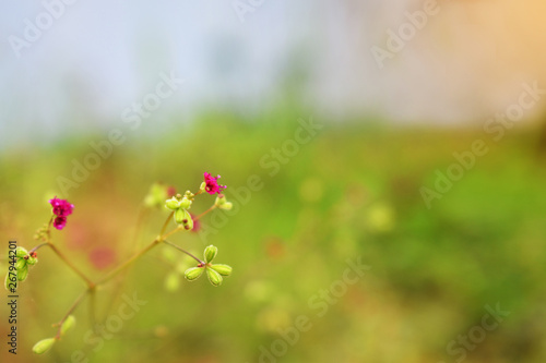 red flowers on green background