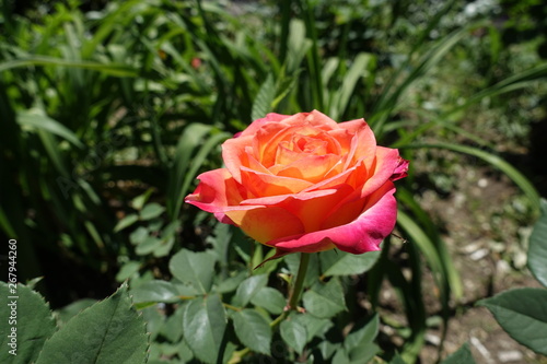 Single flower of pink and yellow rose