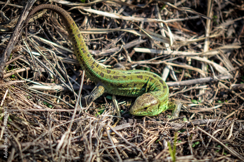 Green lizard on dry grass in spring