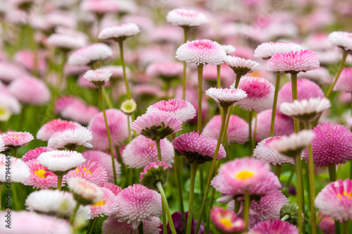 Pretty pink Bellis flowers
