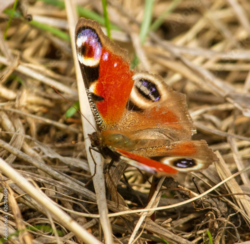 Butterfly on dry grass in spring