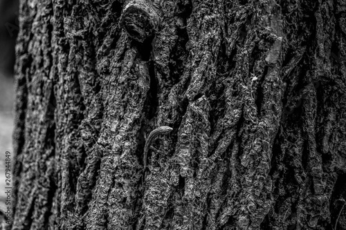 bark of a tree