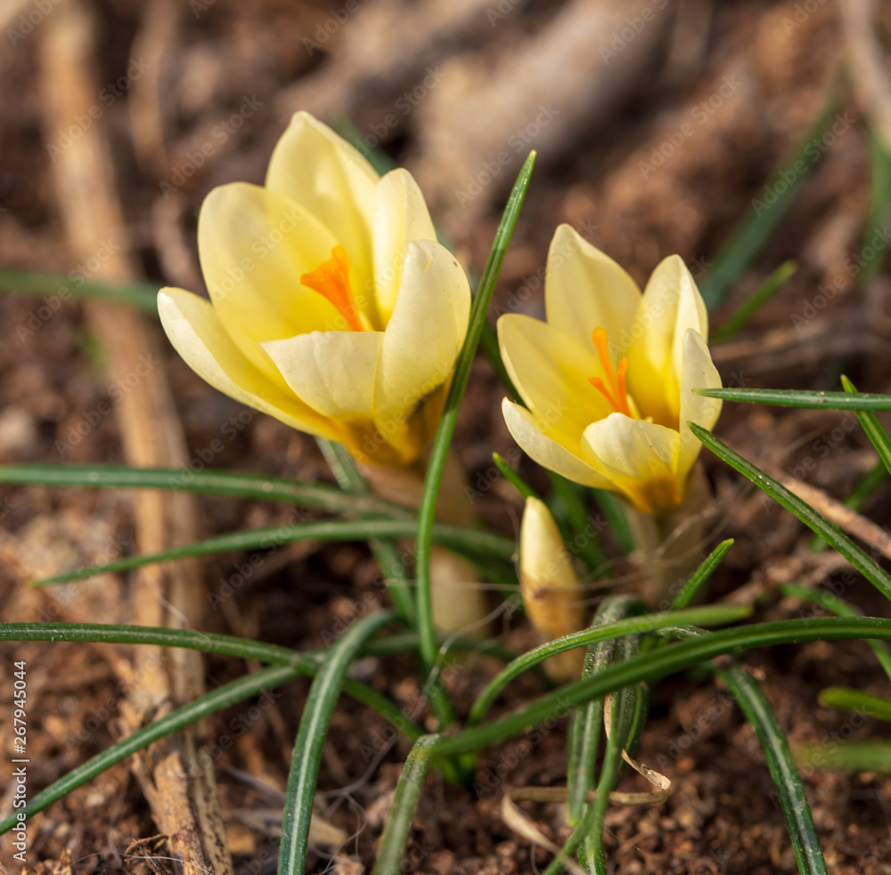Yellow snowdrop flower on nature in spring Yellow snowdrop flower on nature in spring
