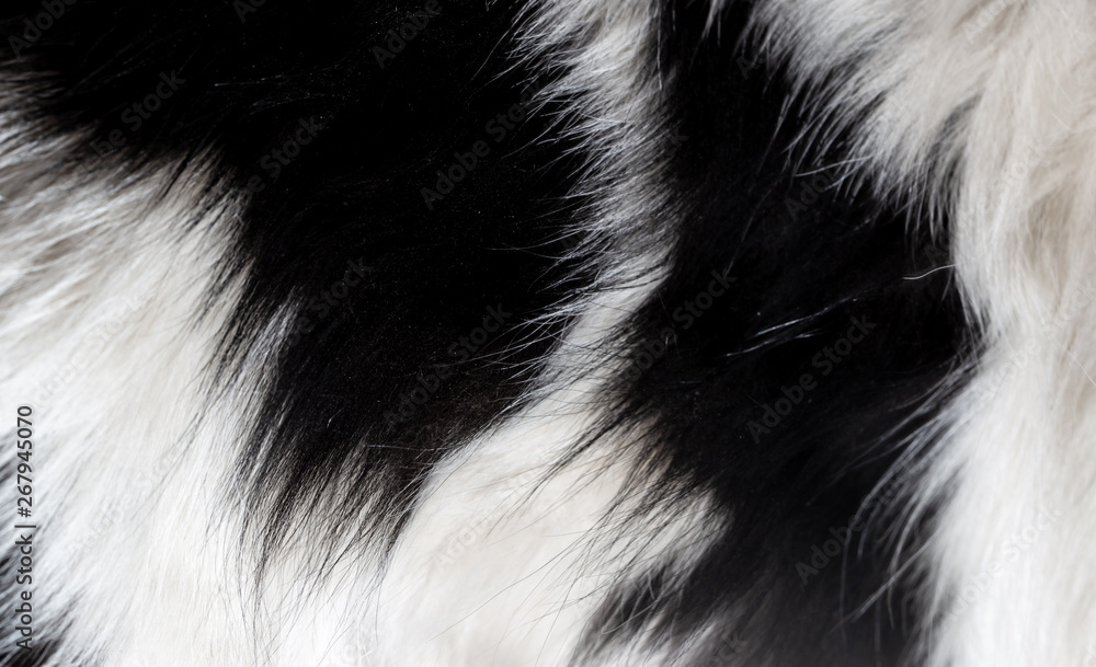 Wool on the dog as a background Wool on the dog as a background