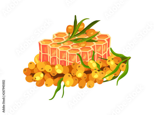 Honeycombs with a branch of sea buckthorn. Vector illustration on white background.